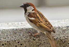 House Sparrow