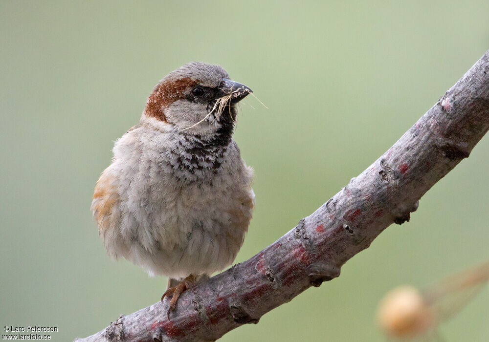 Moineau domestique