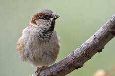 Moineau domestique