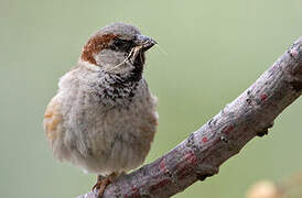 House Sparrow