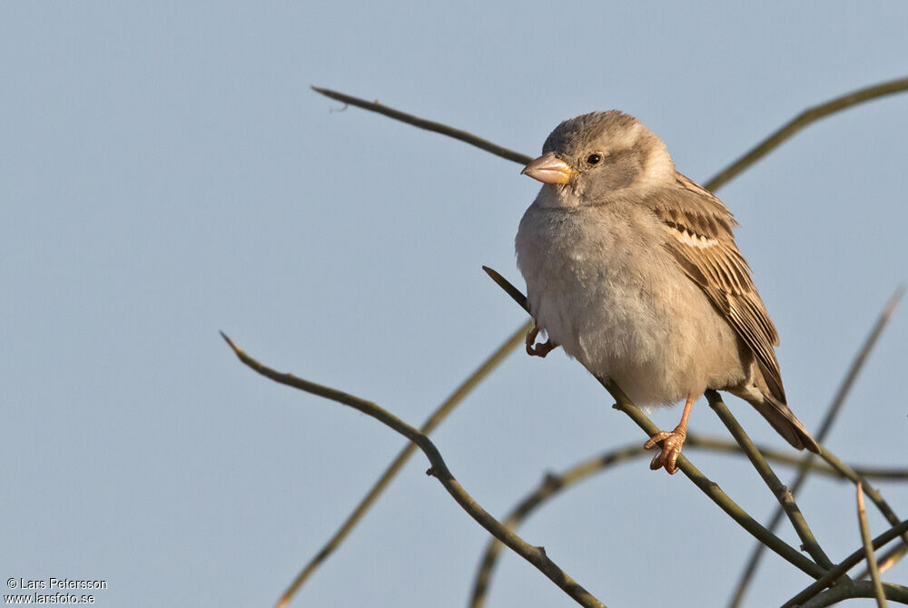 House Sparrow