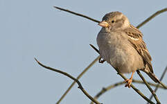 Moineau domestique