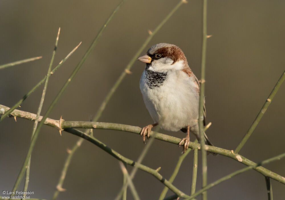 House Sparrow