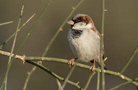 House Sparrow