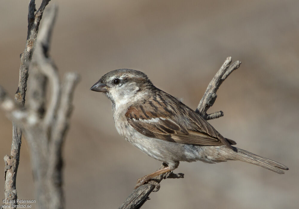 House Sparrow