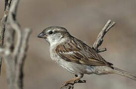 House Sparrow