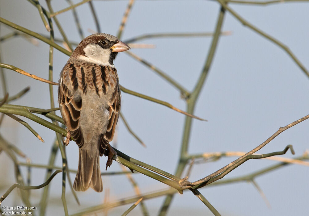 House Sparrow