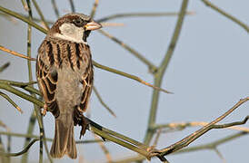 House Sparrow