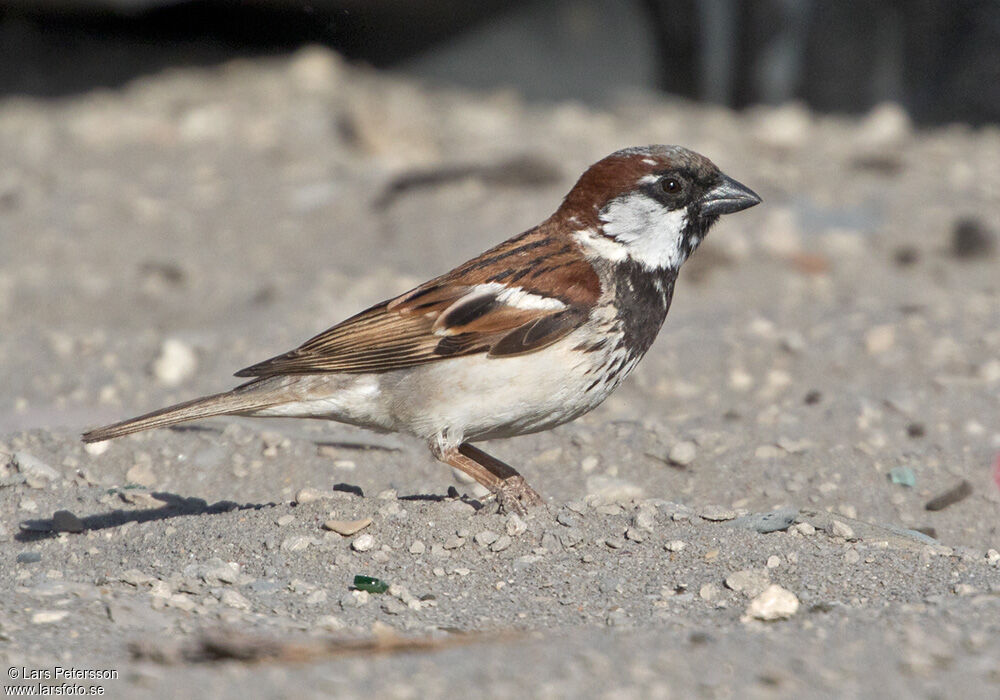 Moineau domestique