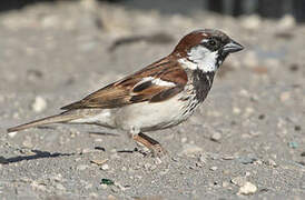 House Sparrow