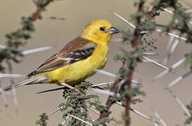 Sudan Golden Sparrow