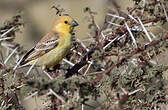 Moineau doré