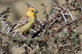 Sudan Golden Sparrow