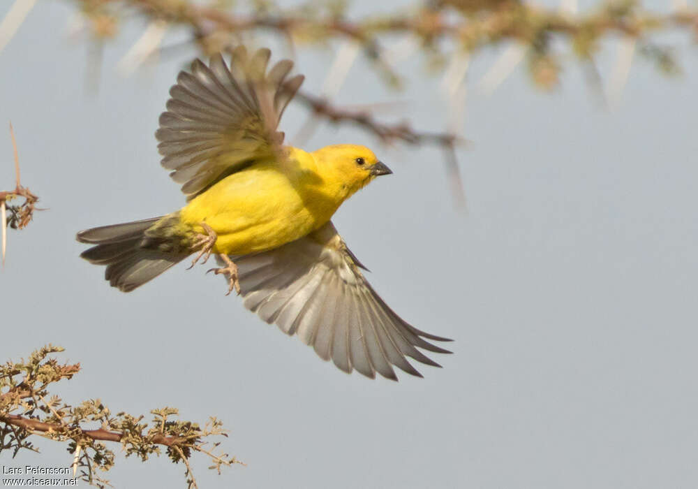 Sudan Golden Sparrow male adult, Flight