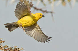 Sudan Golden Sparrow