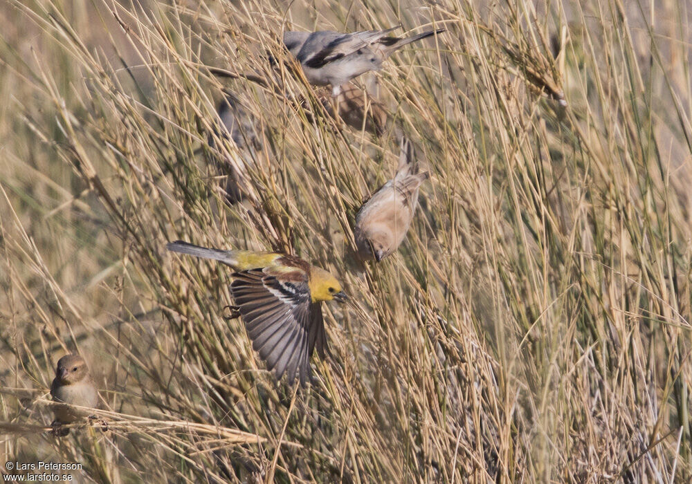 Moineau doré