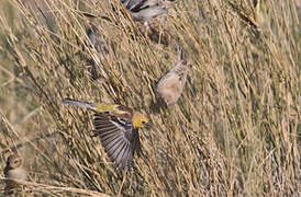 Sudan Golden Sparrow