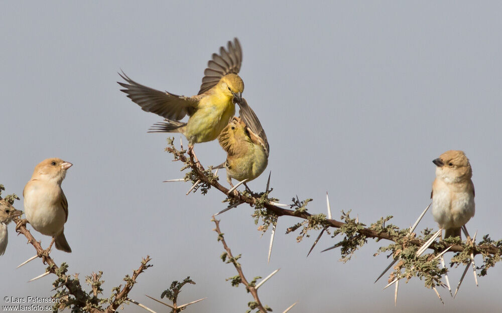 Moineau doré