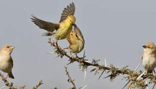 Moineau doré