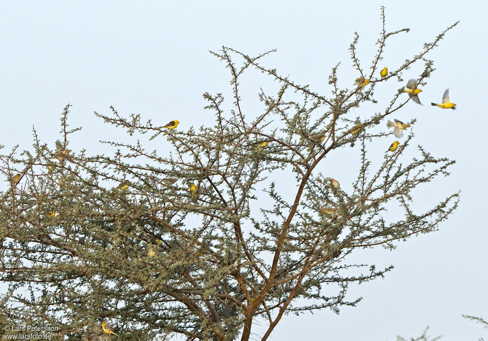 Sudan Golden Sparrow