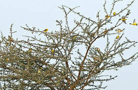 Sudan Golden Sparrow