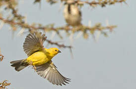 Sudan Golden Sparrow