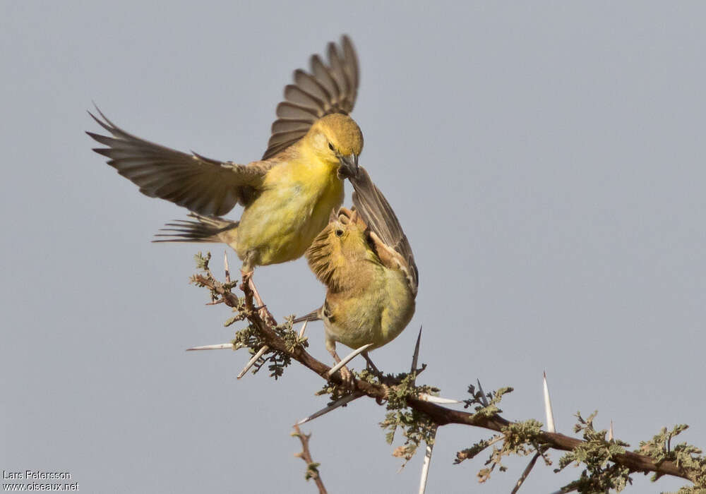 Moineau doréadulte, Comportement