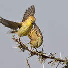 Moineau doré