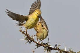 Sudan Golden Sparrow