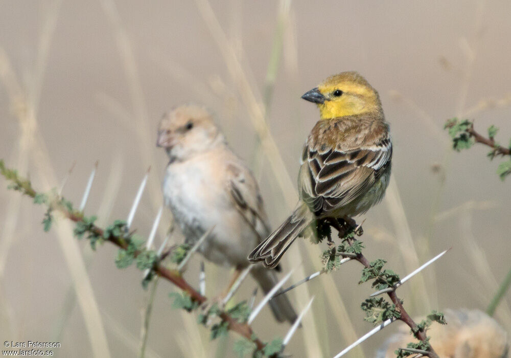 Sudan Golden Sparrow