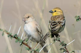 Sudan Golden Sparrow