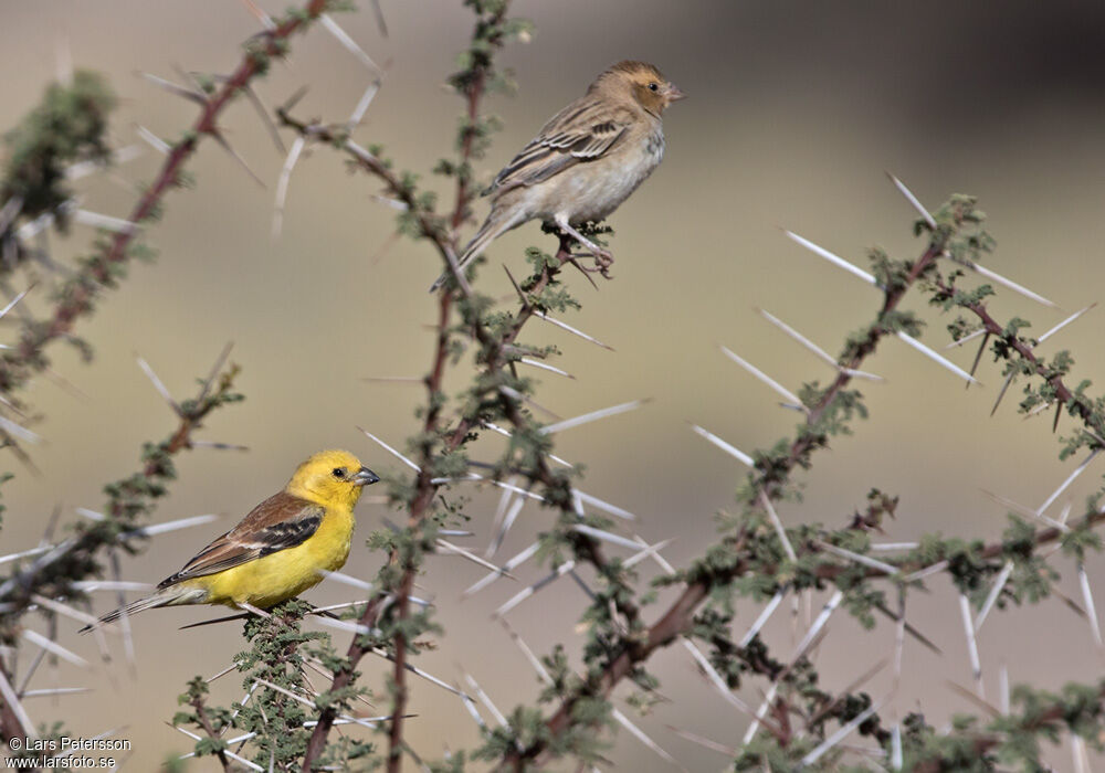 Sudan Golden Sparrow