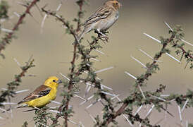 Sudan Golden Sparrow