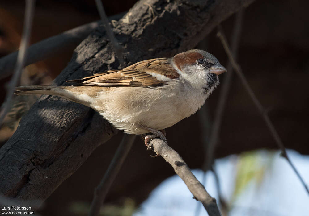 Sind Sparrow male adult, identification