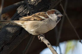 Moineau du Sind