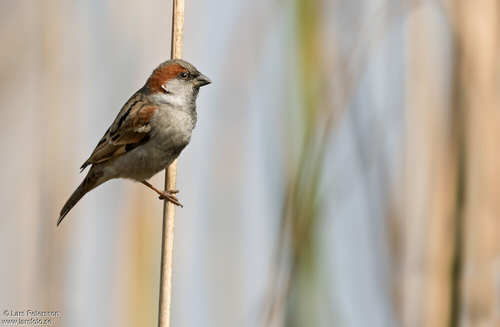 Moineau du Sind