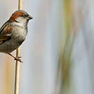 Moineau du Sind