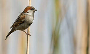 Sind Sparrow