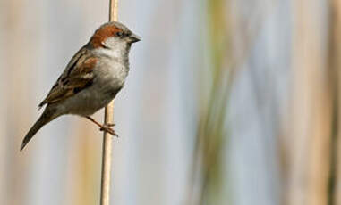 Moineau du Sind