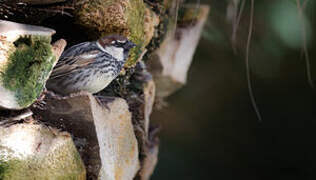 Spanish Sparrow