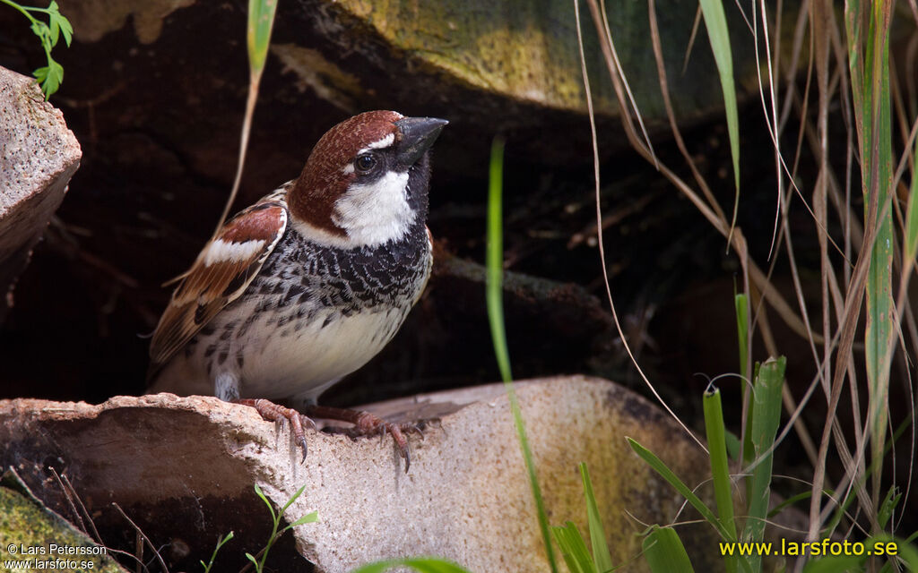 Spanish Sparrow