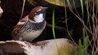 Spanish Sparrow