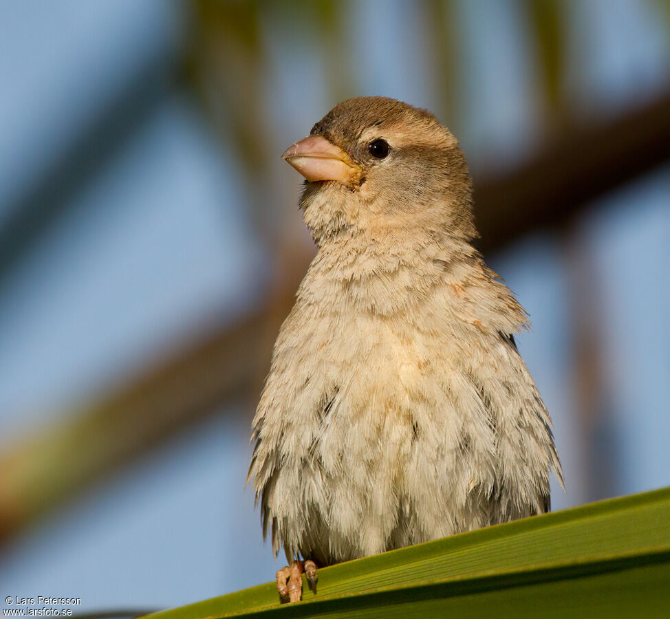 Moineau espagnol