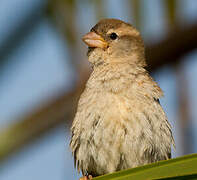 Spanish Sparrow