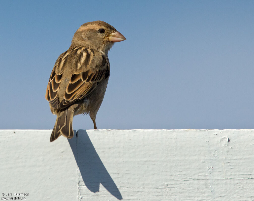 Moineau espagnol