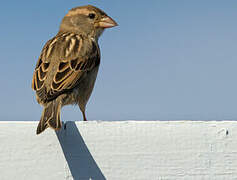 Spanish Sparrow