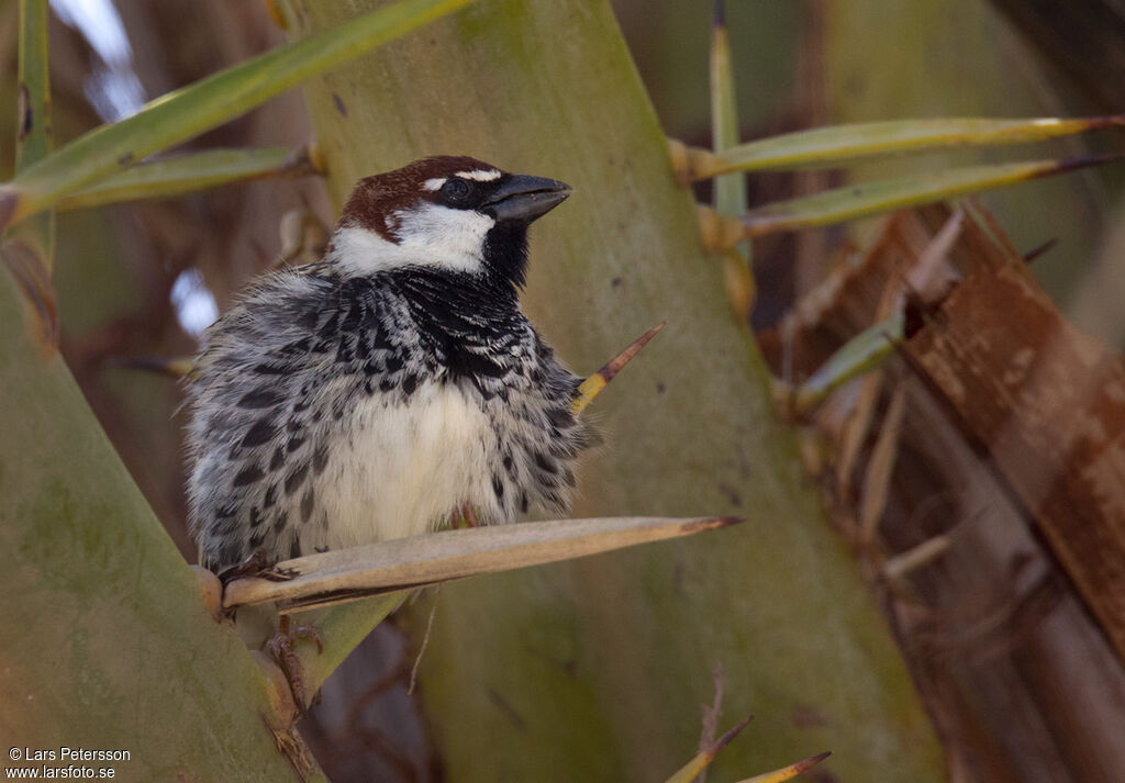 Spanish Sparrow