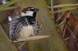 Spanish Sparrow