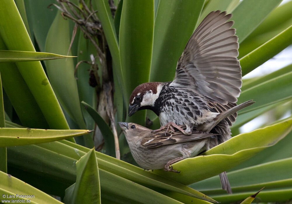 Spanish Sparrow