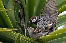 Spanish Sparrow